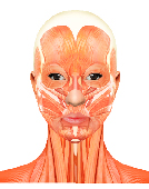 医学・解剖　顔筋肉2