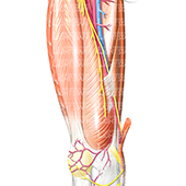 医学・解剖　大腿神経-伏在神経