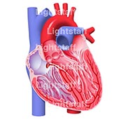 CGイラスト　医学・解剖　心臓血流の方向イラスト